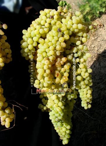 انگور اذرشهر