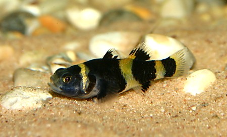 bumble-bee goby