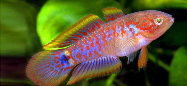 peacock goby