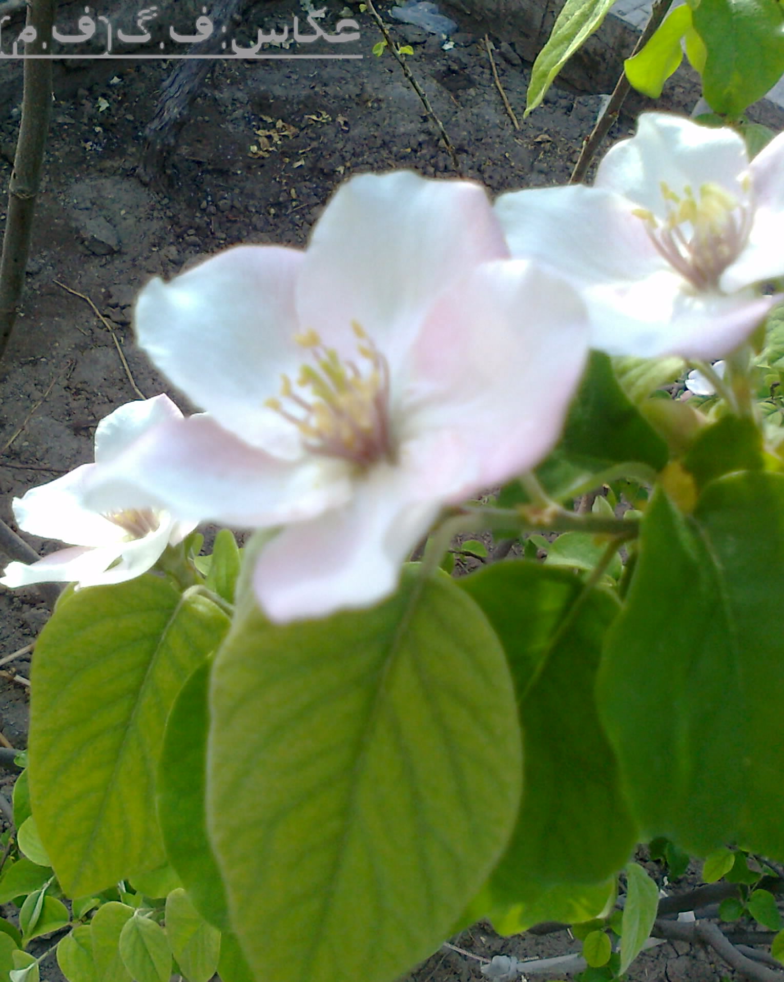 شکوفه به