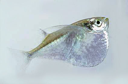 glass hatchet fish
