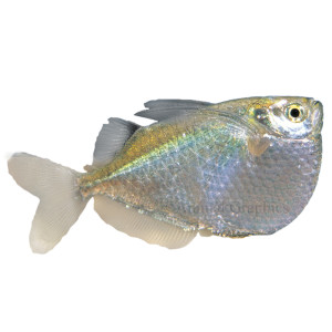 silver hatchet fish