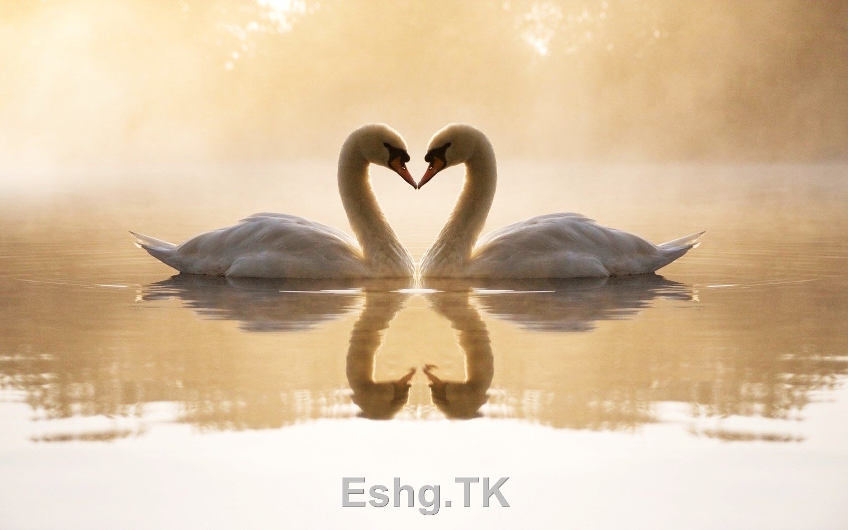 Eshg.TK