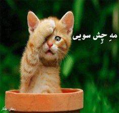 ஜ۩۩ஜ گفتگـــــــــــوی آزاد 160ஜ۩۩ஜ 33