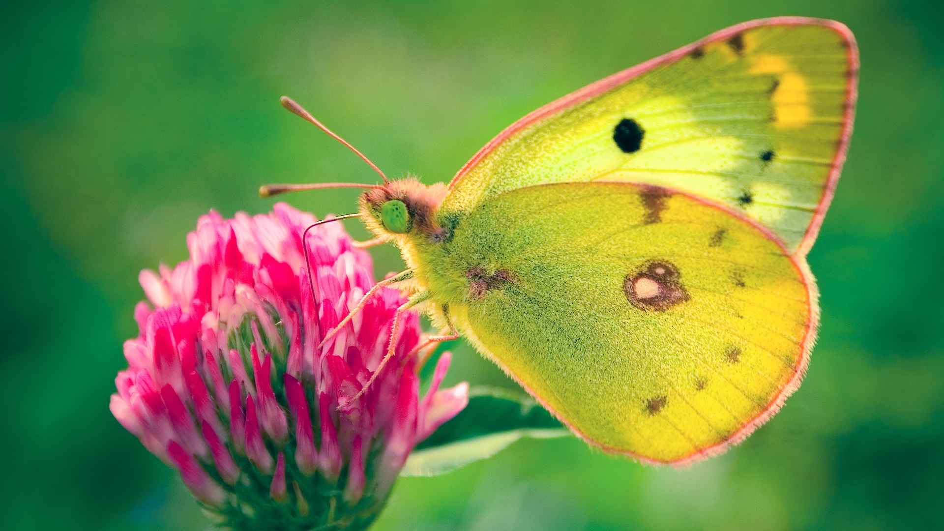 پروانه سبز