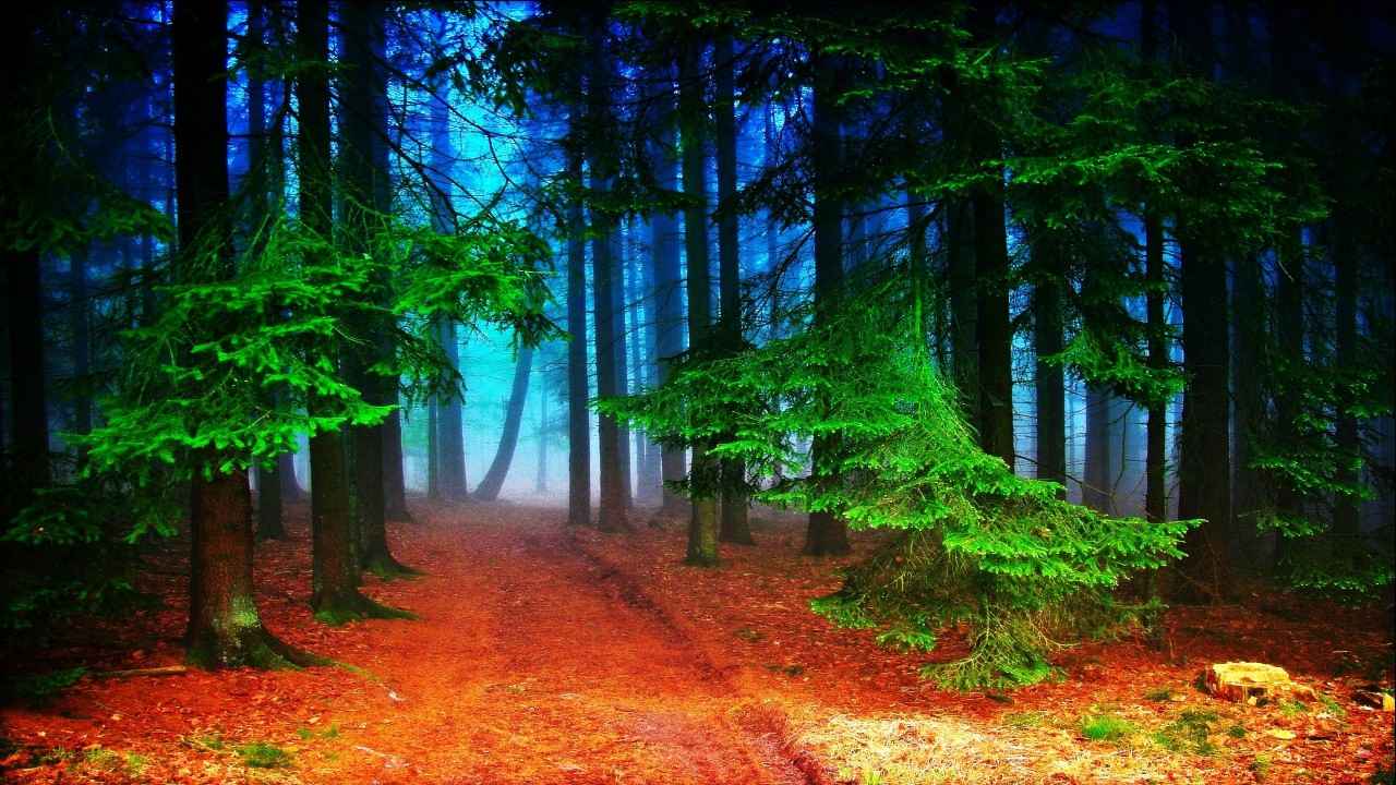مسیر جنگلی