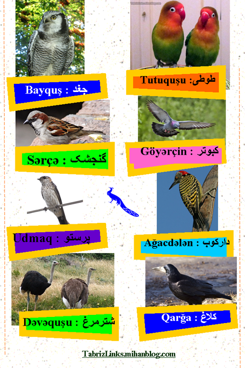 پرندگان 1