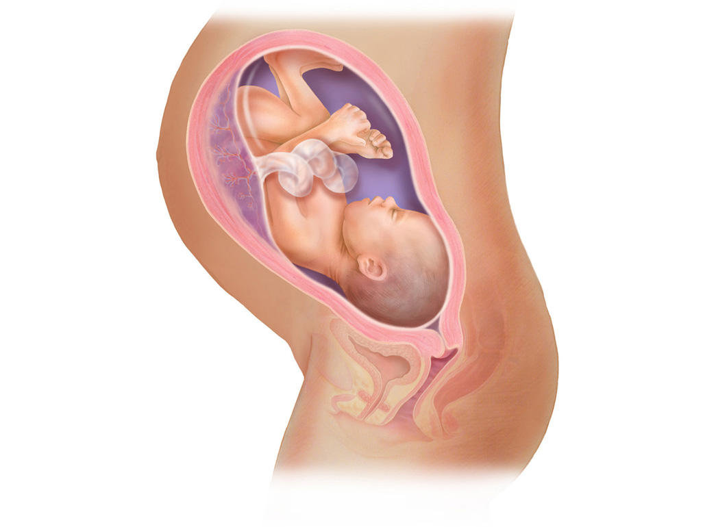 هفته ی 35 بارداری دانستنی ها و اطلاعات جنین تغییرات کودک در رحم