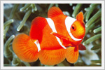 تصاویر زیبایی از ماهی های رنگارنگ