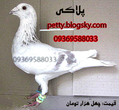 کبوتر پلاکی