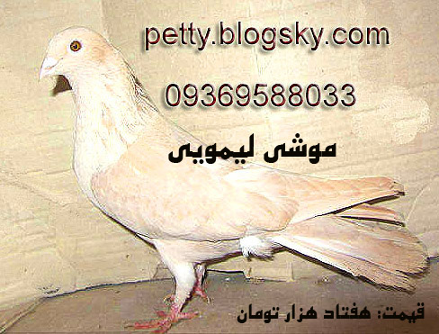 کبوتر موشی