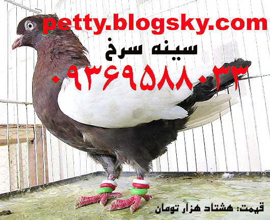کبوتر سینه سرخ