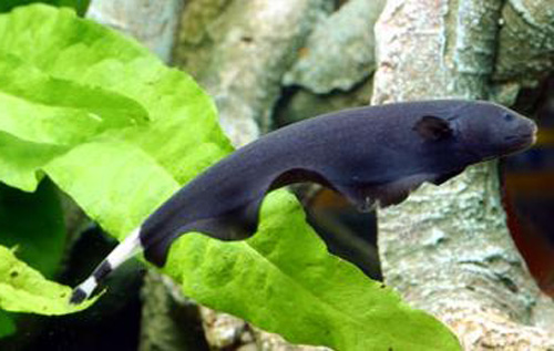 black-ghost knife fish