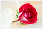 تصاویر زیبا و با کیفیت گل رز برای دسک تاپ شما 