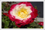 تصاویر زیبا و باکیفیت از گل های رز