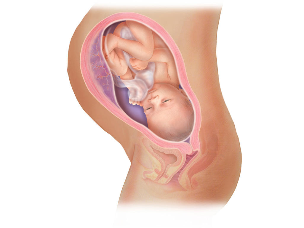 هفته ی 34 بارداری دانستنی ها و اطلاعات جنین تغییرات کودک در رحم