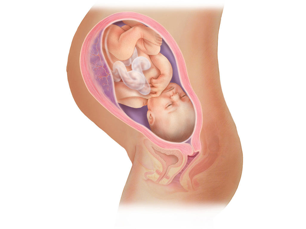 هفته ی 36 بارداری دانستنی ها و اطلاعات جنین تغییرات کودک در رحم