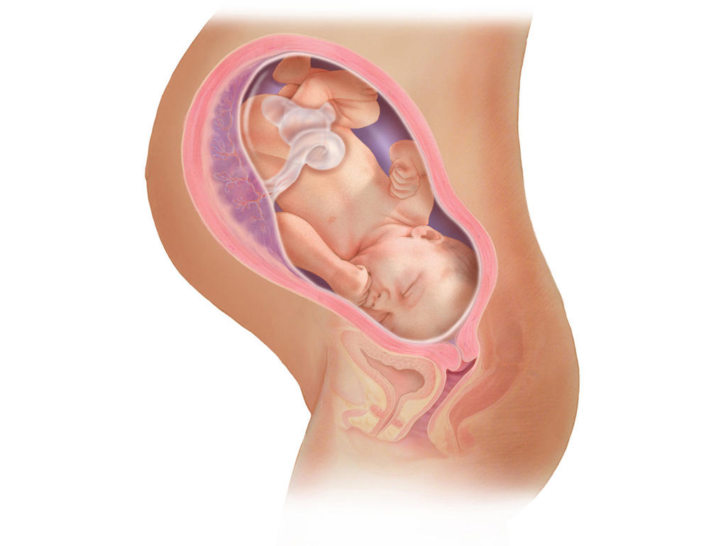 هفته ی 37 بارداری دانستنی ها و اطلاعات جنین تغییرات کودک در رحم