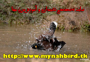 نظافت و استحمام روزانه مرغ مینا    > www.mynahbird.tk