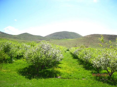 باغات زنوز
