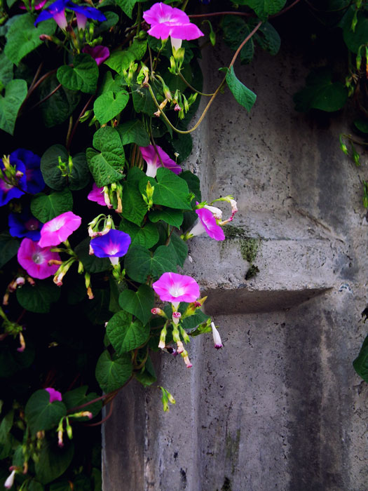مهدی چگنی