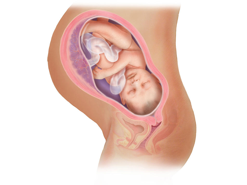 هفته ی 38 بارداری دانستنی ها و اطلاعات جنین تغییرات کودک در رحم