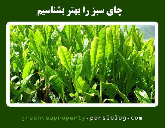 چای لاغری تیما