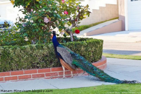 شهری پر از طاووس در ایالت کالیفرنیا آمریکا