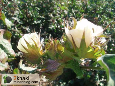 دو خاکی - پیش بینی تولید بیش از 4500 تن وش پنبه در شهرستان خداآفرین