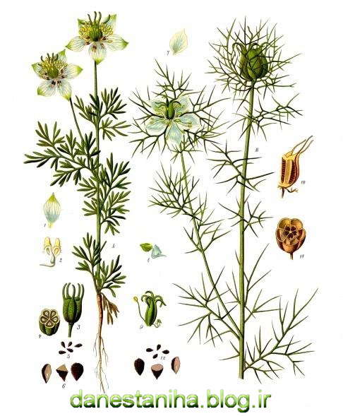 گیاه سیاه دانه گیاه سیاه دانه