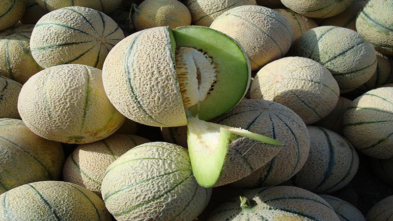 خواص میوه و سبزیجات: طالبی را دست کم نگیرید خواص میوه و سبزیجات: طالبی را دست کم نگیرید