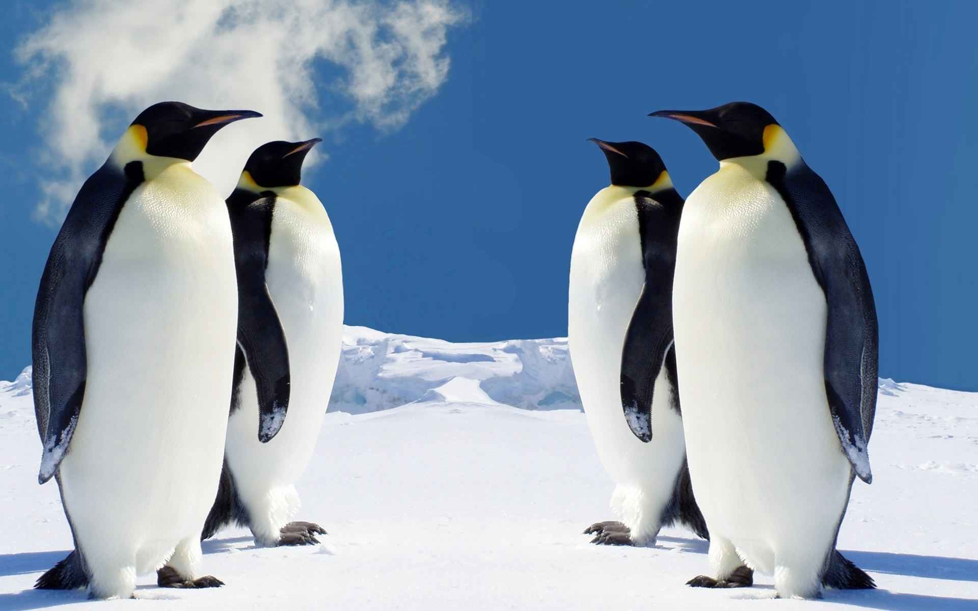 پنگوئن ها