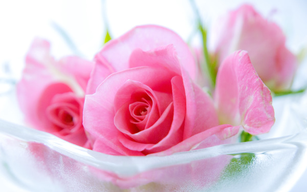 Magnificent_light_pink_roses_in_a_bowl.jpg