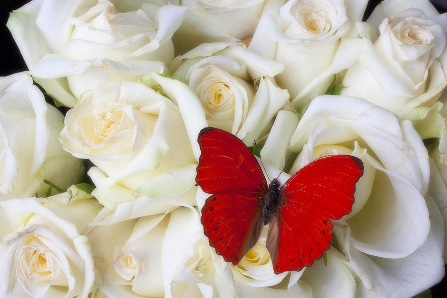 Beautiful_red_butterfly_on_white_roses.jpg