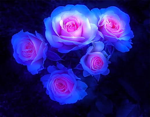 Awesome_light_blue_and_pink_roses.jpg