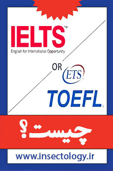 تافل چیست؟