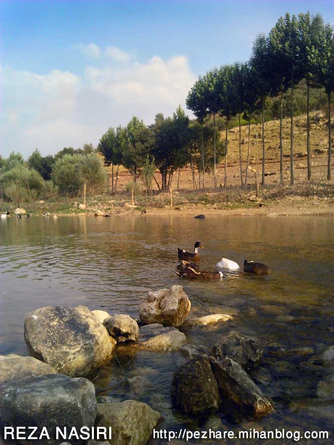 مرغابی