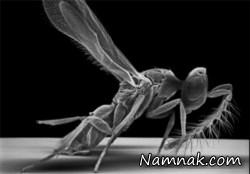 عکاسی میکروسکوپی از حشرات + تصاویر
