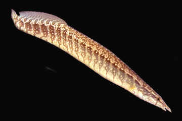 lesser spiny eel