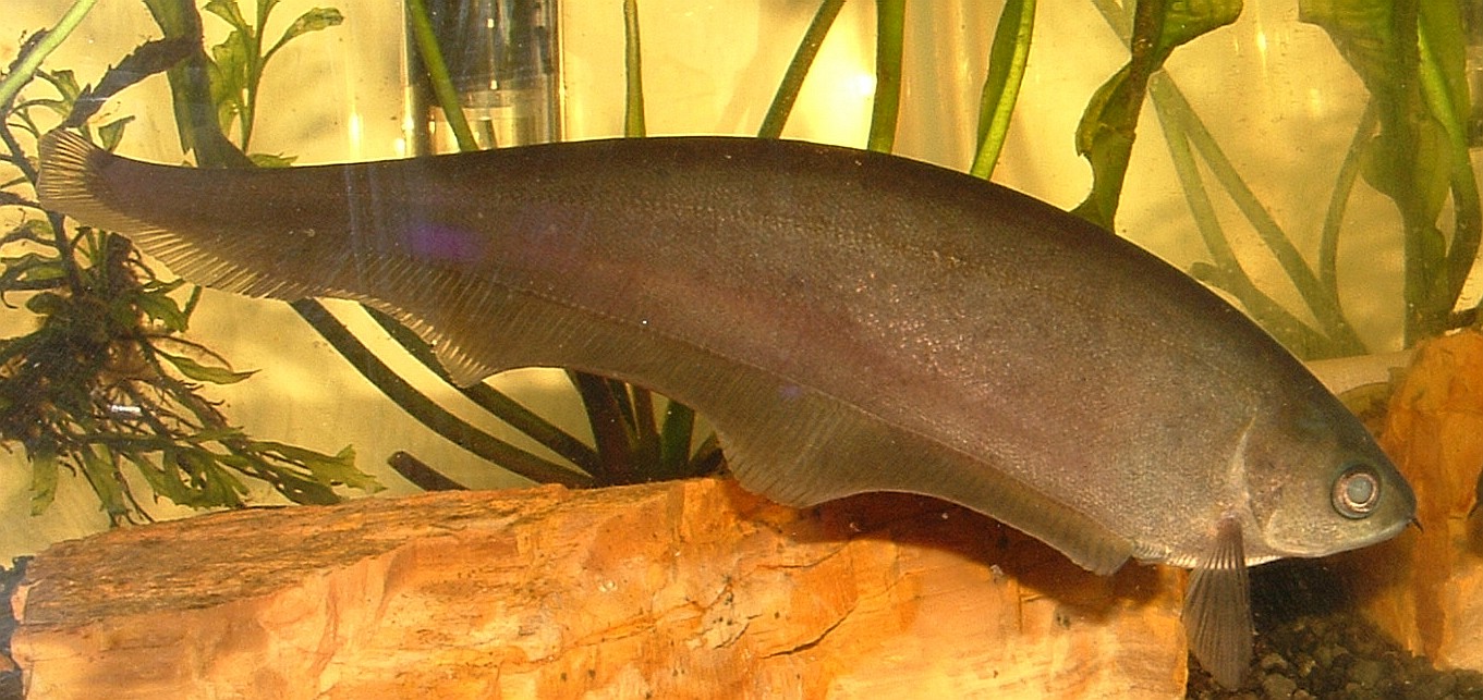 African knifefish