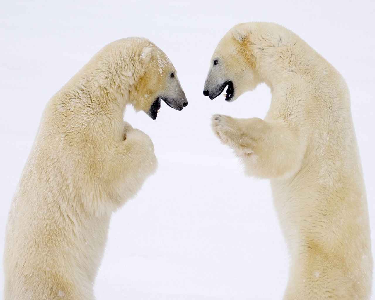 خرس های قطبی کانادایی