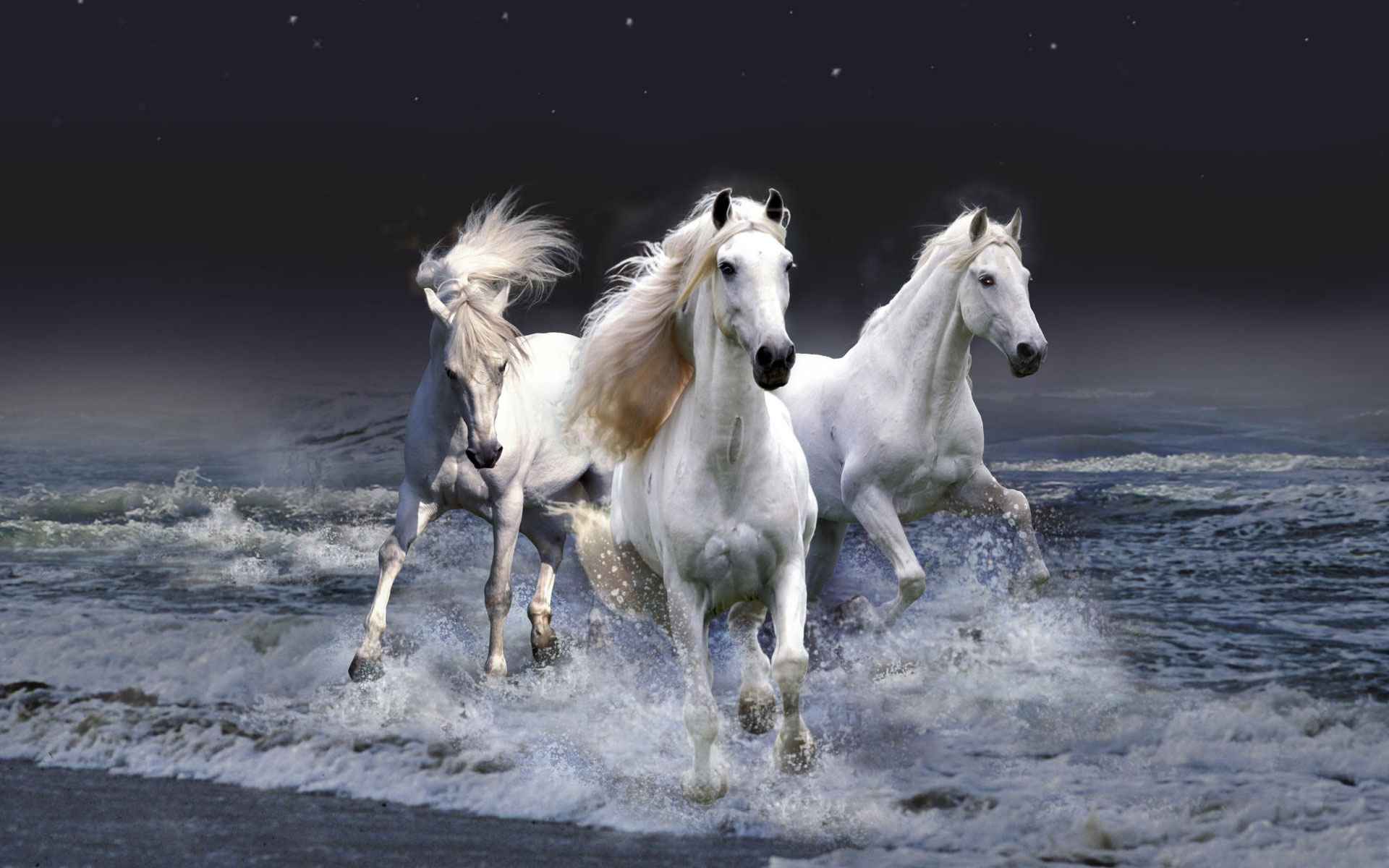 عکس 3 اسب سفید