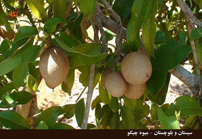 خواص میوه و سبزیجات: چیکو و خواص درمانی برای برخی بيماريها و ترميم دندانها خواص میوه و سبزیجات: چیکو و خواص درمانی برای برخی بيماريها و ترميم دندانها