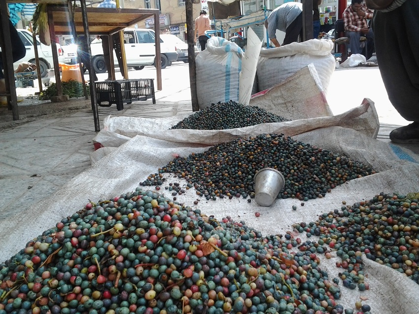 مطلبی اعتراضی از زبان ساکنان اصلی جنگل(به زودی(