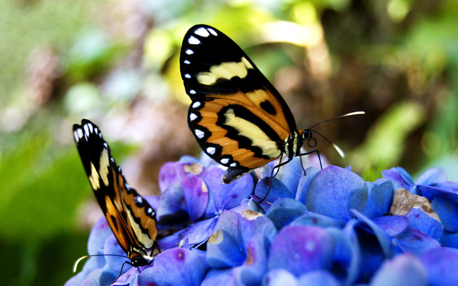 عکس هایی از پروانه های زیبا و رنگارنگ