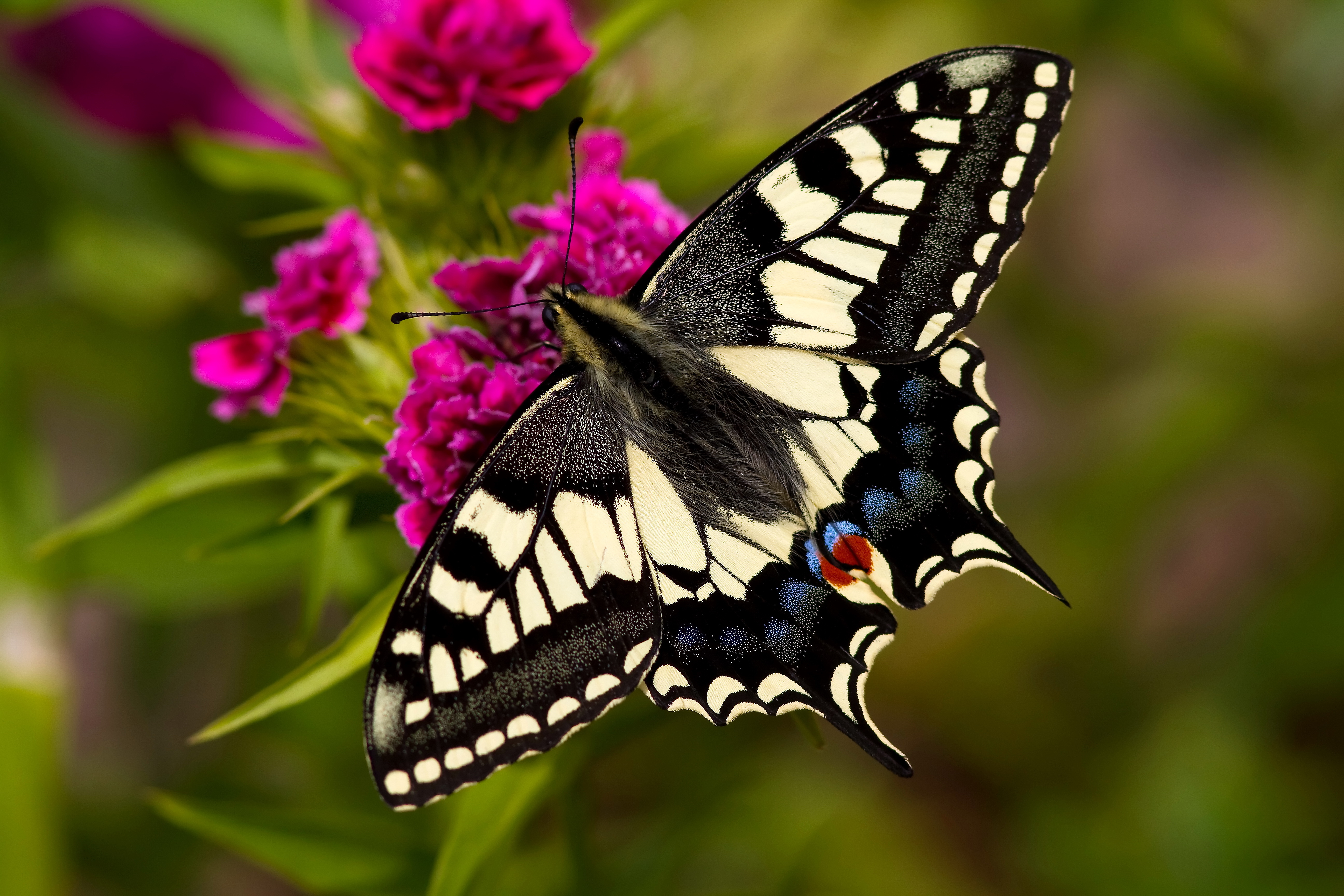 عکس هایی از پروانه های زیبا و رنگارنگ