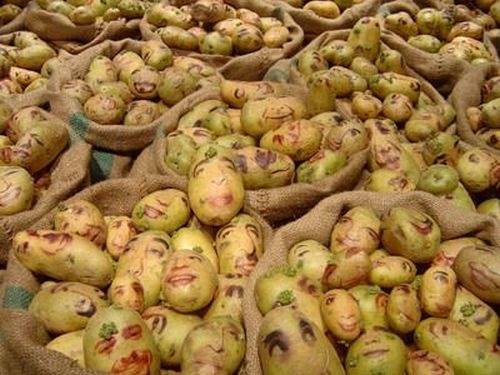 فتوگالری: چهره سازی با سیب زمینی فتوگالری: چهره سازی با سیب زمینی
