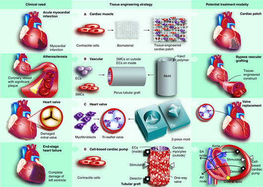 Heart Valve Tissue Engineering
