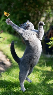 http://s5.picofile.com/file/8146190868/funny_jumping_cats_51_880.jpg
