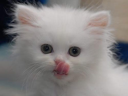 عکس خنده دار گربه خوشگل ناز بانمک